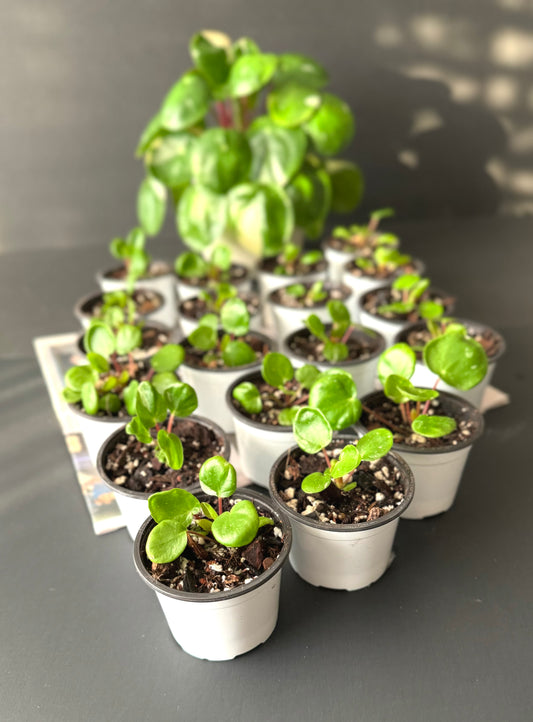 Variegated Pilea 'White Splash' starters